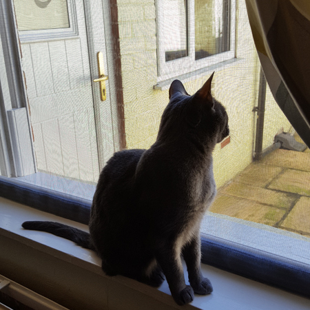 Window Mesh For Cats - 1000mm x 1000mm / 39" x 39", image 3