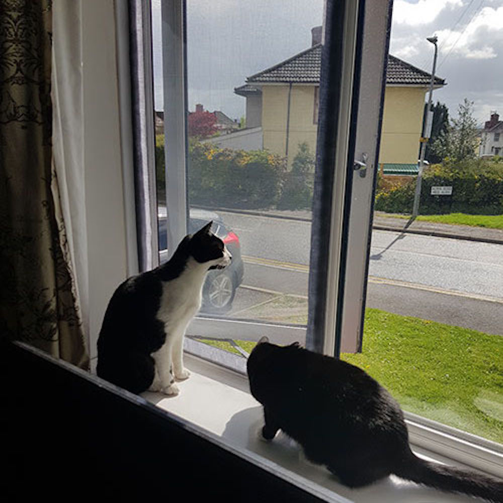Window Mesh For Cats - 1000mm x 1000mm / 39" x 39", image 6