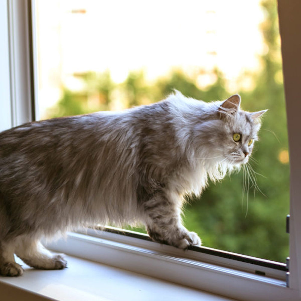 Cat Proof Window Screen - Magnetic Window Screens | Canada